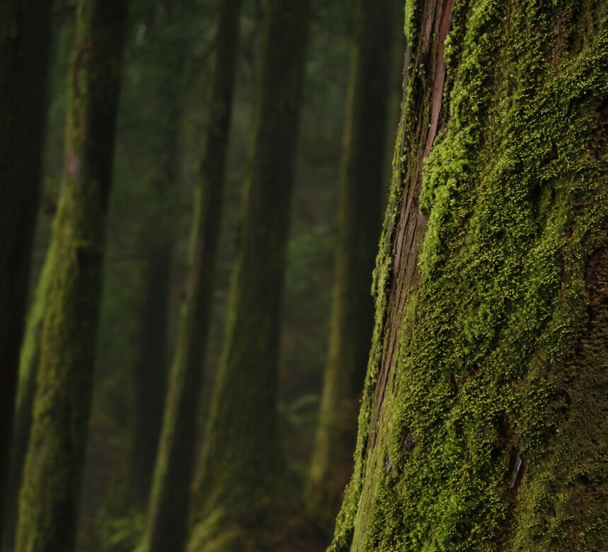 lora-ninova-U86FnrpRR0k-unsplash